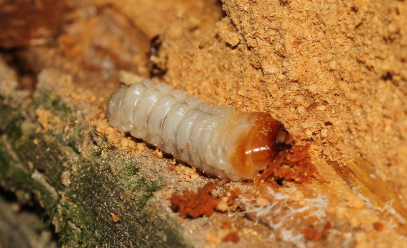 larva Cerambycidae? S, cfr. Rhagium inquisitor